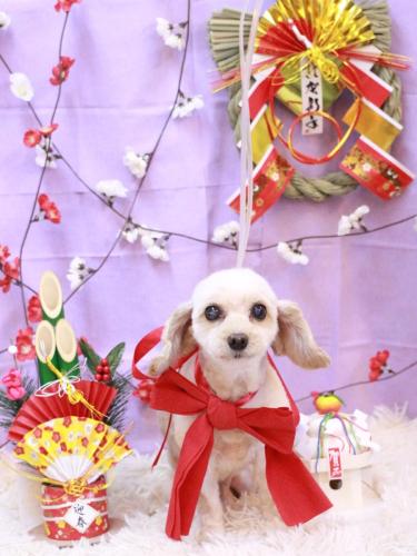 20230110ロミオくん